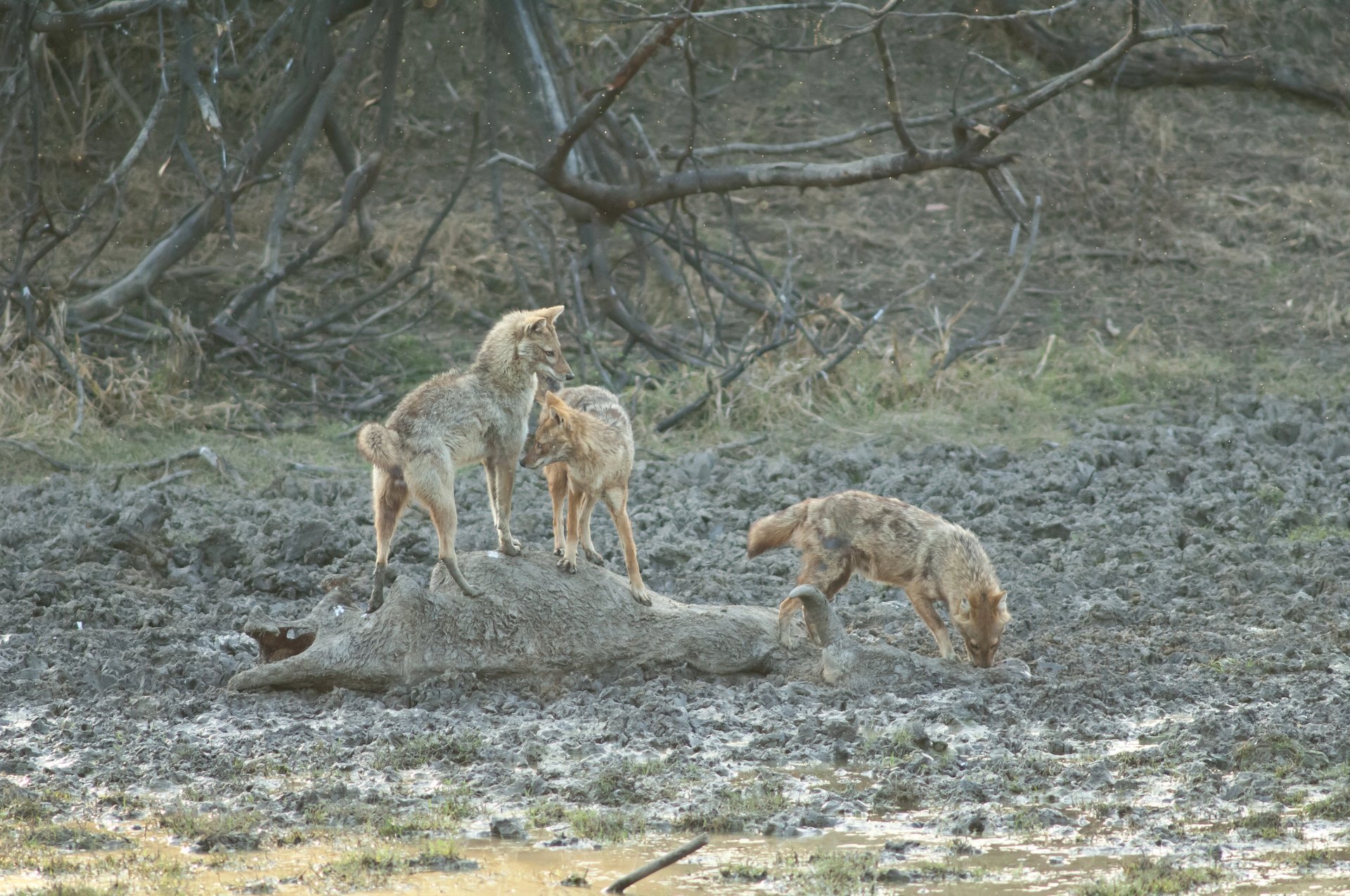 ケオラデオ国立公園